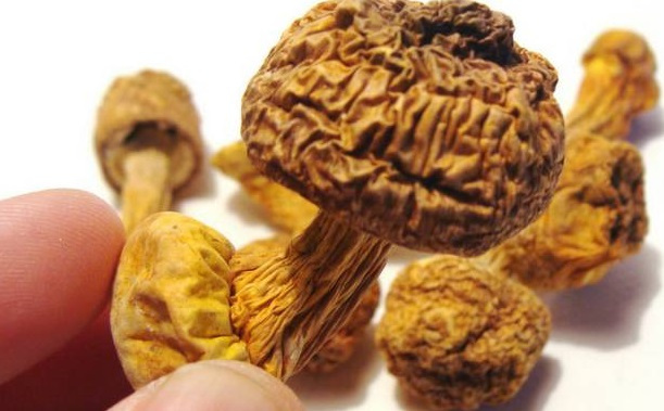 巴西菇、姬松茸烘干機-怎樣烘干色澤好且菇體褶片完整？