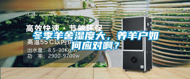 冬季羊舍濕度大，養(yǎng)羊戶如何應(yīng)對(duì)啊？