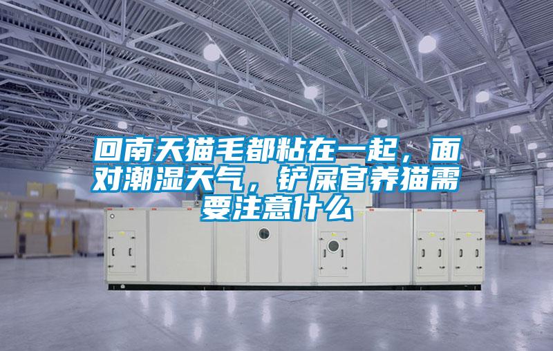 回南天貓毛都粘在一起，面對(duì)潮濕天氣，鏟屎官養(yǎng)貓需要注意什么