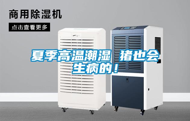 夏季高溫潮濕 豬也會生病的！