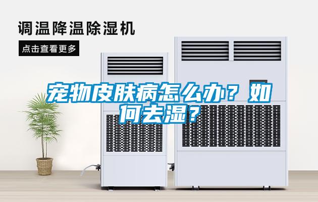 寵物皮膚病怎么辦？如何去濕？