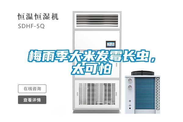 梅雨季大米發(fā)霉長蟲，太可怕