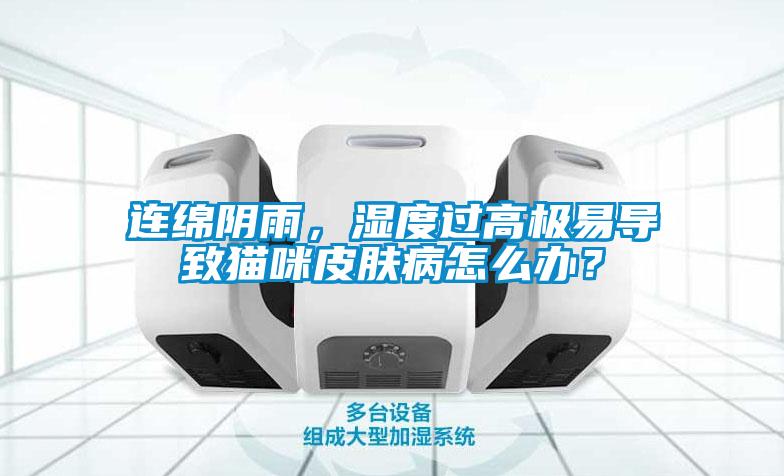 連綿陰雨，濕度過高極易導致貓咪皮膚病怎么辦？