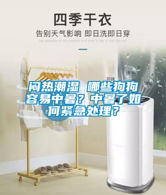 悶熱潮濕 哪些狗狗容易中暑？中暑了如何緊急處理？