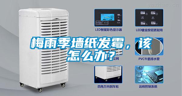 梅雨季墻紙發(fā)霉，該怎么辦？