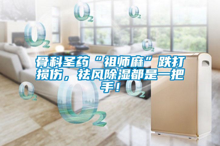 骨科圣藥“祖師麻”跌打損傷，祛風(fēng)除濕都是一把手！